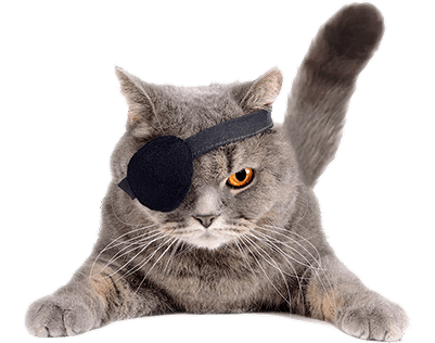 Cat with eye patch on one eye